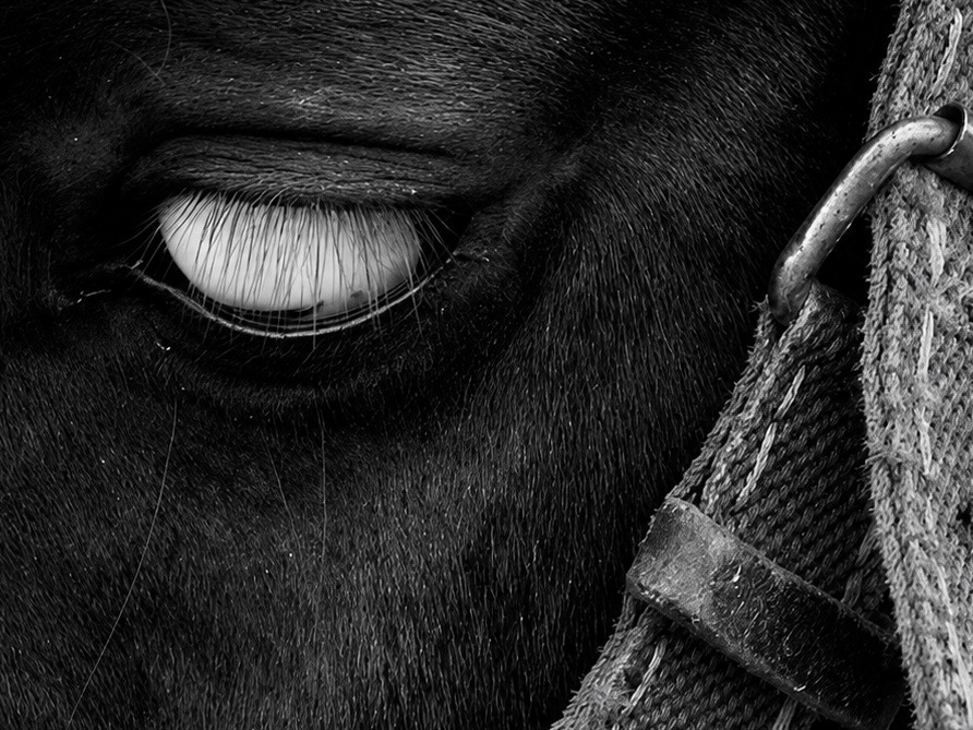 Close study of a horse’s eye