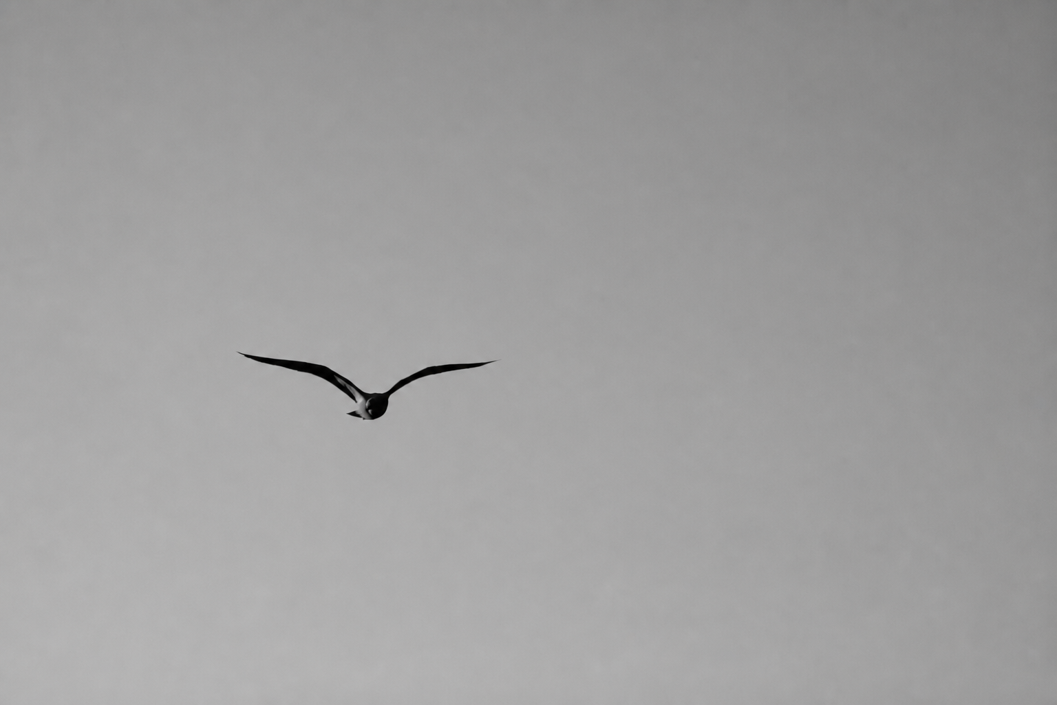 A solitary gull crossing an open sky