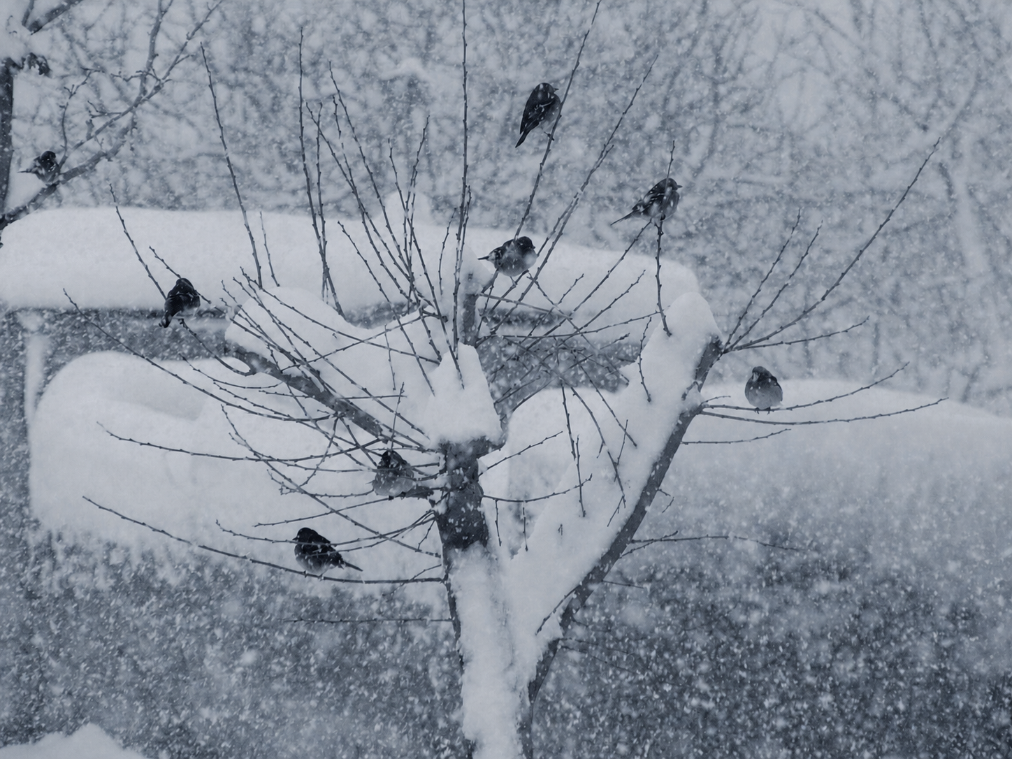Birds gathered in a snow-covered tree
